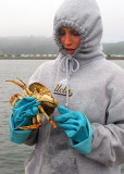 This Crab doesn't look so Tough!